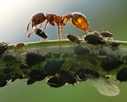 Ant collecting honeydew from aphids