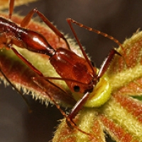Trapjaw ant Odontomachus
